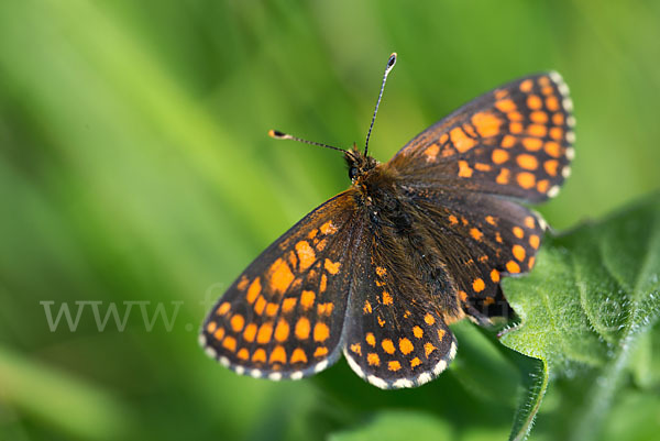 Ehrenpreis-Scheckenfalter (Melitaea aurelia)