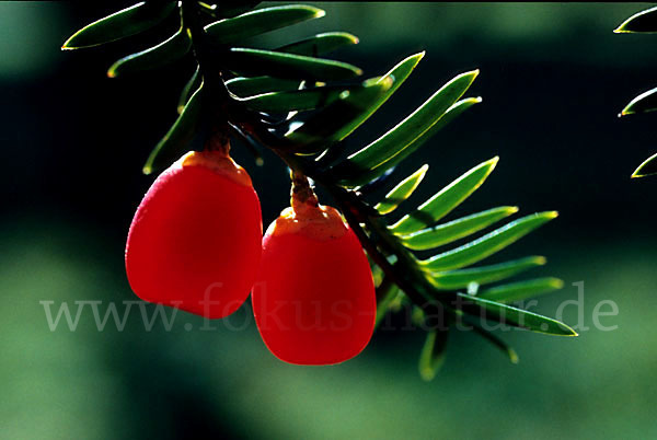 Eibe (Taxus baccata)