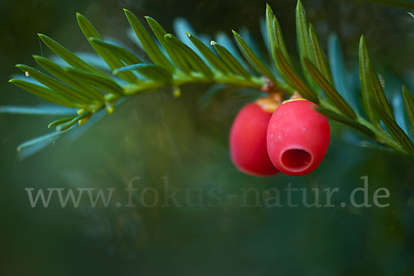 Eibe (Taxus baccata)