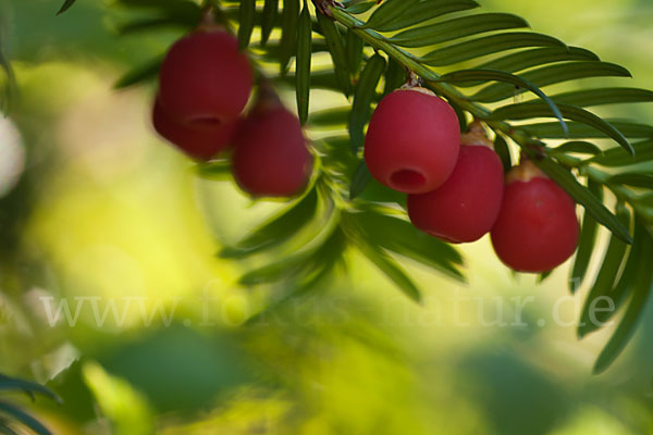 Eibe (Taxus baccata)