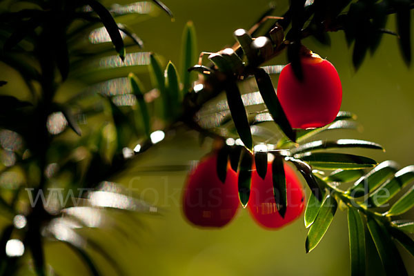 Eibe (Taxus baccata)