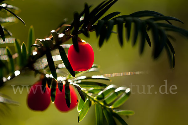 Eibe (Taxus baccata)