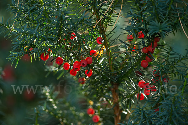 Eibe (Taxus baccata)