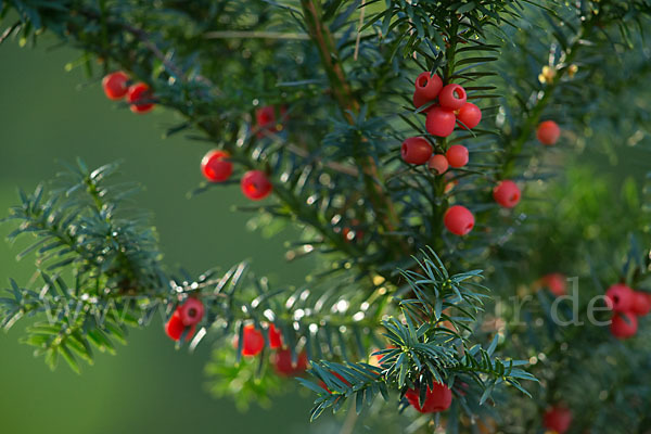 Eibe (Taxus baccata)