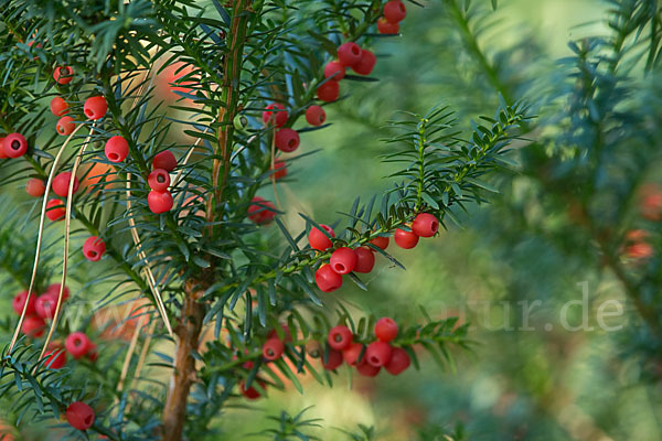 Eibe (Taxus baccata)