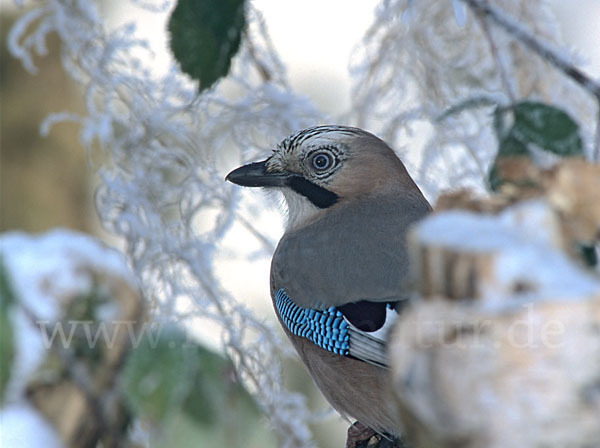 Eichelhäher (Garrulus glandarius)