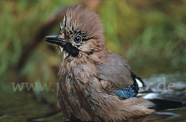 Eichelhäher (Garrulus glandarius)