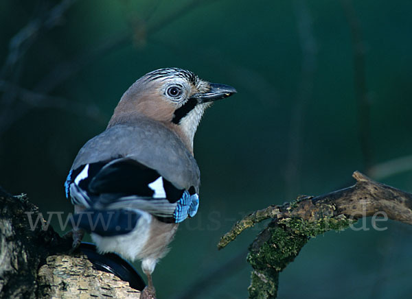 Eichelhäher (Garrulus glandarius)