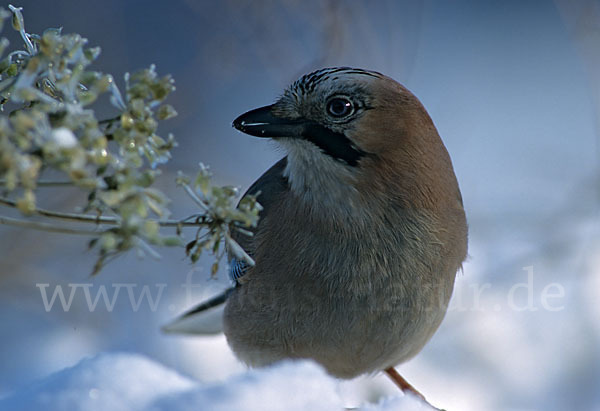 Eichelhäher (Garrulus glandarius)