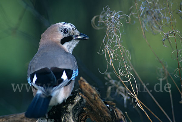 Eichelhäher (Garrulus glandarius)