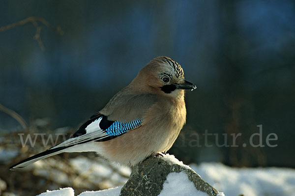 Eichelhäher (Garrulus glandarius)