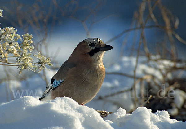 Eichelhäher (Garrulus glandarius)