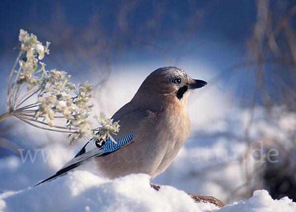 Eichelhäher (Garrulus glandarius)