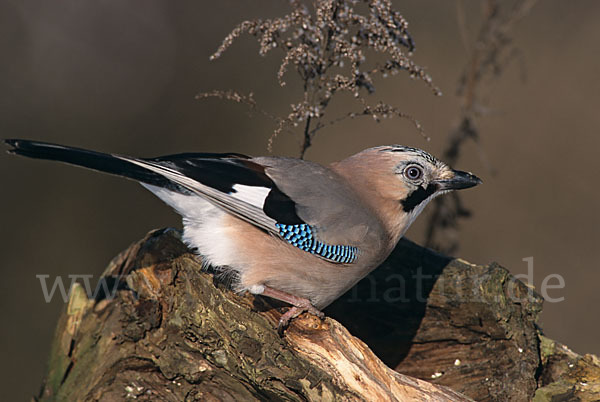 Eichelhäher (Garrulus glandarius)