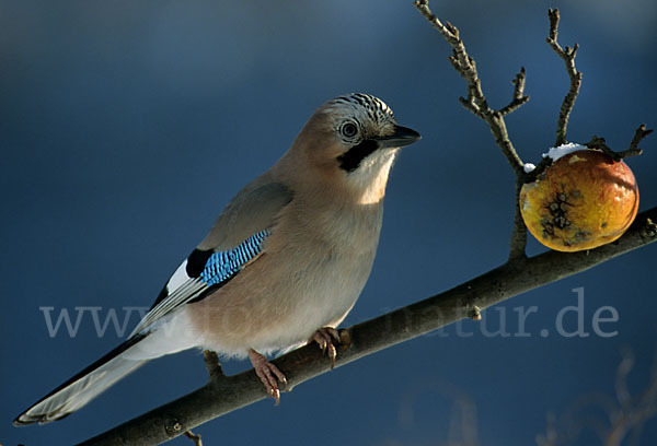 Eichelhäher (Garrulus glandarius)