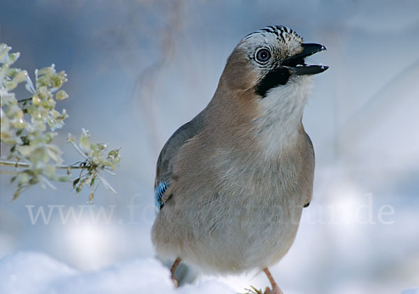 Eichelhäher (Garrulus glandarius)