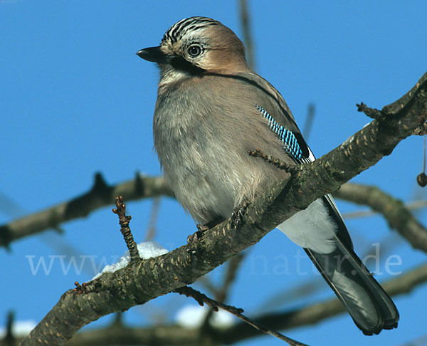 Eichelhäher (Garrulus glandarius)