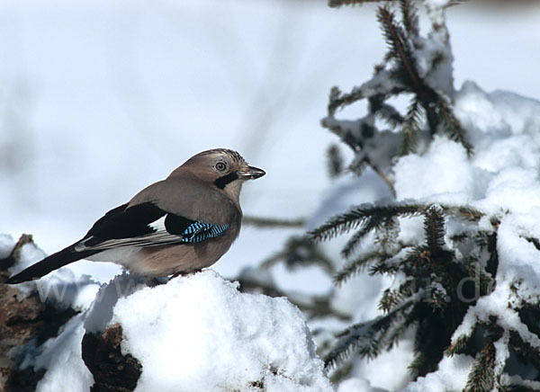 Eichelhäher (Garrulus glandarius)