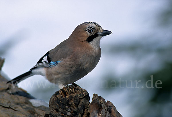 Eichelhäher (Garrulus glandarius)