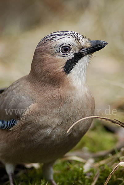 Eichelhäher (Garrulus glandarius)