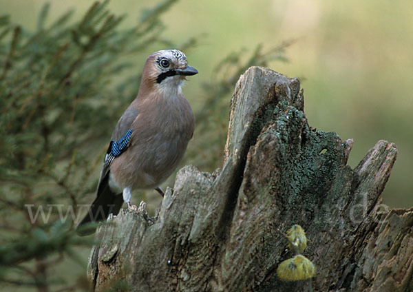 Eichelhäher (Garrulus glandarius)