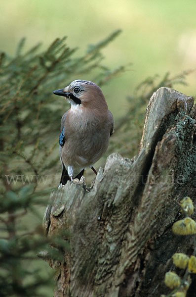 Eichelhäher (Garrulus glandarius)