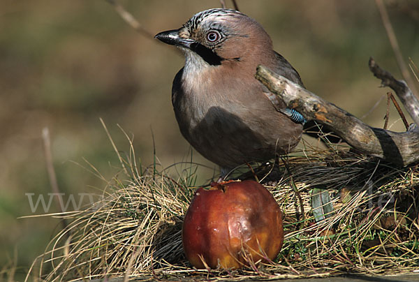 Eichelhäher (Garrulus glandarius)