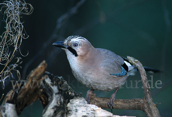 Eichelhäher (Garrulus glandarius)