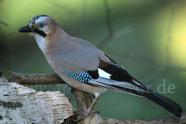 Eichelhäher (Garrulus glandarius)