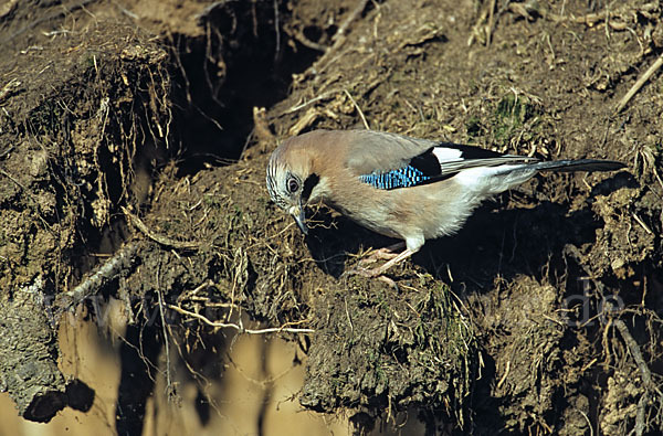 Eichelhäher (Garrulus glandarius)