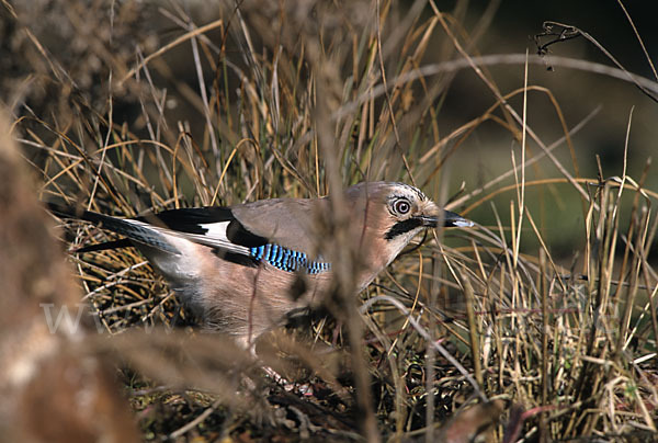 Eichelhäher (Garrulus glandarius)