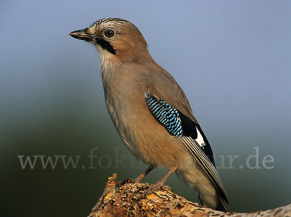 Eichelhäher (Garrulus glandarius)