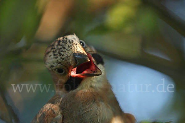 Eichelhäher (Garrulus glandarius)