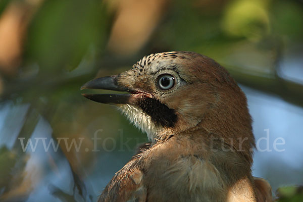 Eichelhäher (Garrulus glandarius)