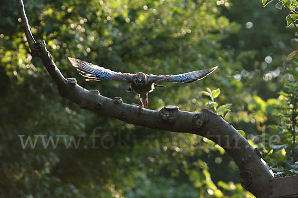 Eichelhäher (Garrulus glandarius)