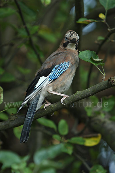 Eichelhäher (Garrulus glandarius)