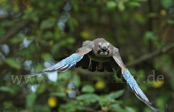 Eichelhäher (Garrulus glandarius)