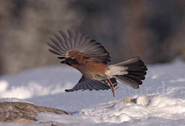 Eichelhäher (Garrulus glandarius)