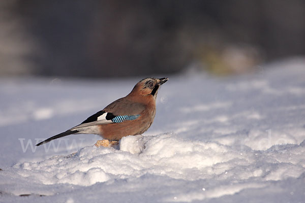 Eichelhäher (Garrulus glandarius)