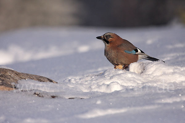 Eichelhäher (Garrulus glandarius)