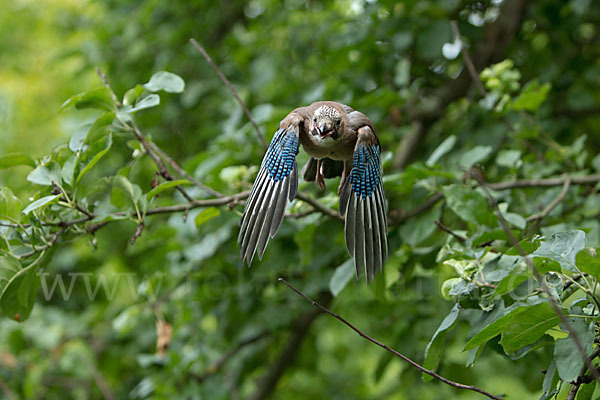 Eichelhäher (Garrulus glandarius)