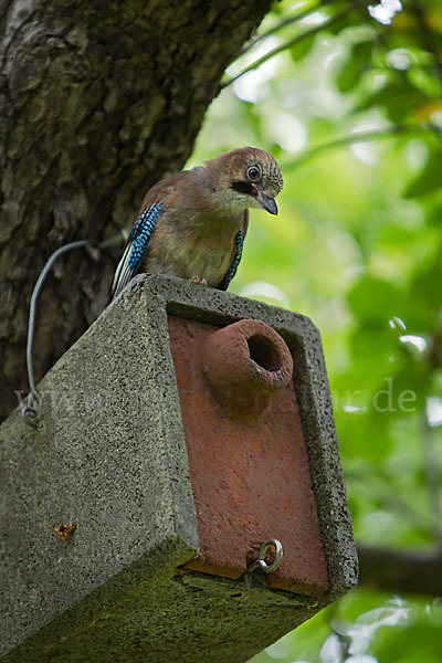 Eichelhäher (Garrulus glandarius)