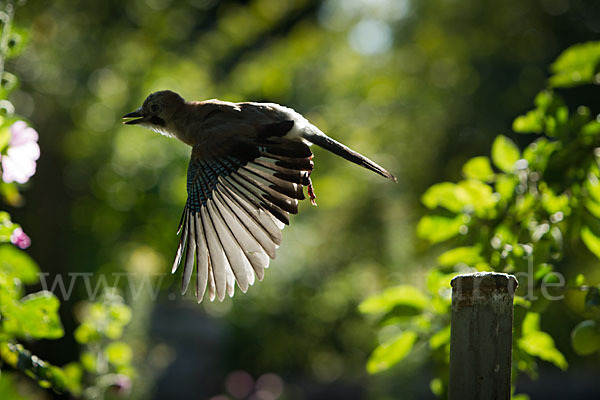 Eichelhäher (Garrulus glandarius)