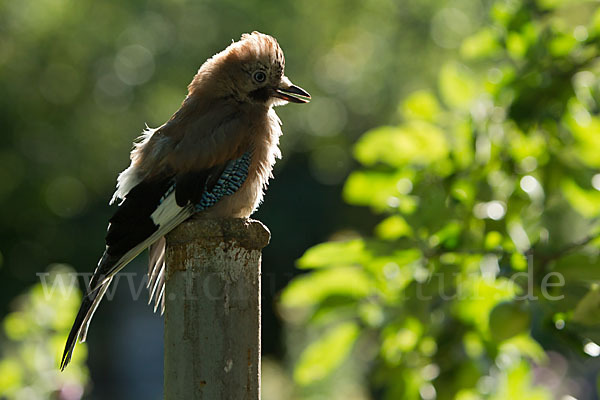 Eichelhäher (Garrulus glandarius)