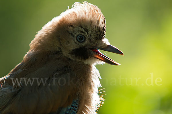 Eichelhäher (Garrulus glandarius)