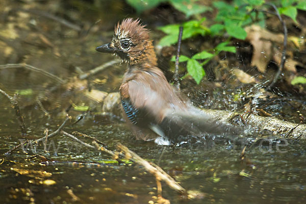 Eichelhäher (Garrulus glandarius)