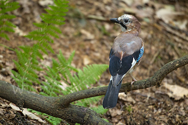 Eichelhäher (Garrulus glandarius)