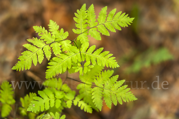 Eichenfarn (Gymnocarpium dryopteris)