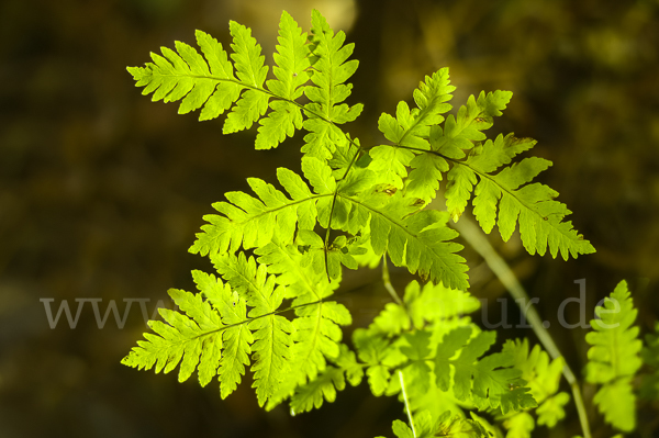 Eichenfarn (Gymnocarpium dryopteris)