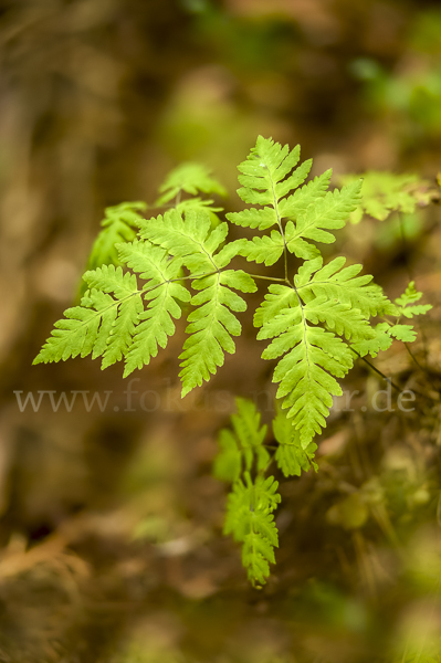 Eichenfarn (Gymnocarpium dryopteris)